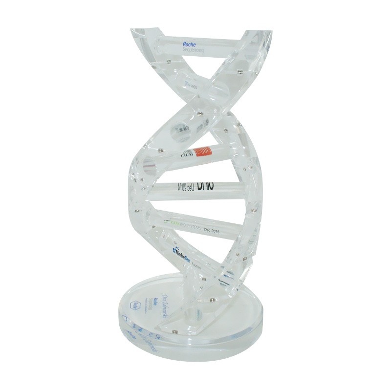 Custom Lucite DNA Strand Biotech